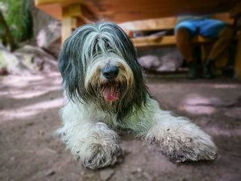 Close-up portrait of a polish lowland sheepdog