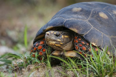 Close-up of turtle on field