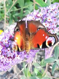 Close-up of butterfly on purple flower