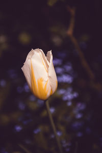 Close-up of flower blooming outdoors