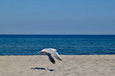 Seagull flying over beach against blue sky