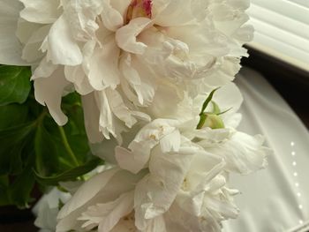 Close-up of white rose bouquet