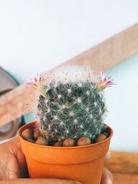 Close-up of cactus plant in pot