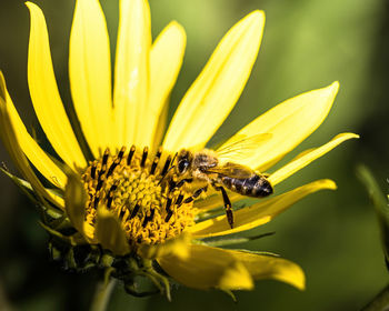 Close-up of insect on flower