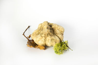 Close-up of dead plant against white background