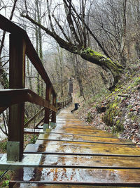 Footpath amidst trees in forest