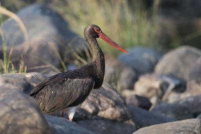 Close-up of bird perching on rock