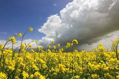 Canola field against cloudy sky on sunny day