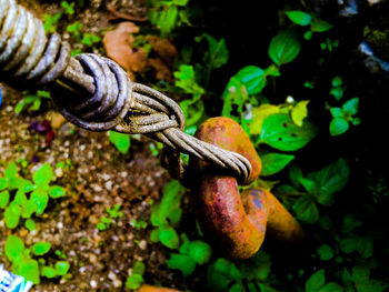 Close-up of snake on plant