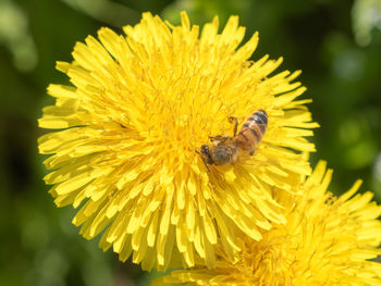 flowering plant