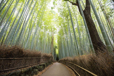 Road amidst trees in forest