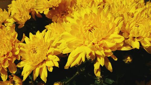 Close-up of yellow flowers