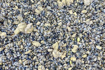 Mussels and oysters. 