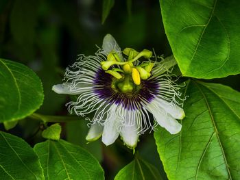 Close-up of flowers