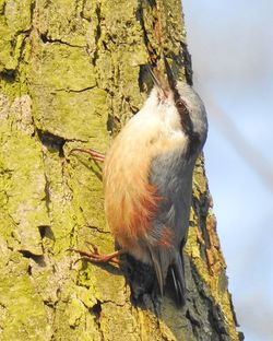 Close-up of bird perching on tree