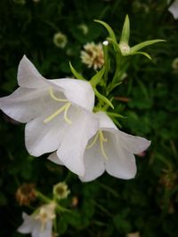 Close-up of white flower