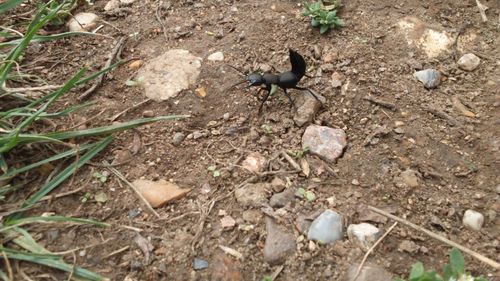 High angle view of birds on field