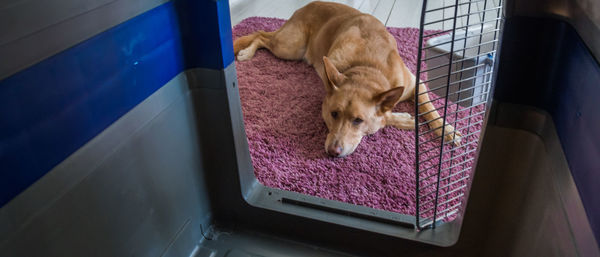 Close-up of dog lying on rug at home