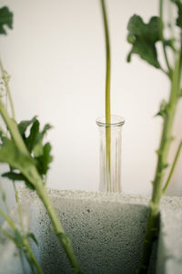 Close-up of potted plant