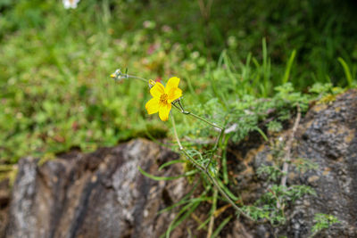 Close-up of yellow flowering plant on field