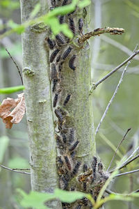 Close-up of insect on tree trunk