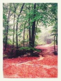 Trees in forest