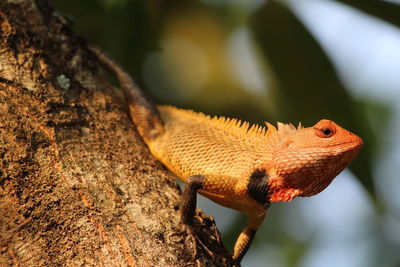 Close-up of lizard