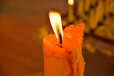 Close-up of orange rose flower