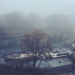 Bare trees in foggy weather during winter