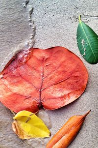 High angle view of leaf on table