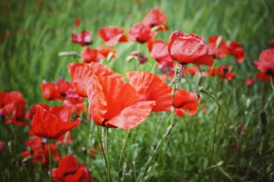 Close-up of red poppy flowers