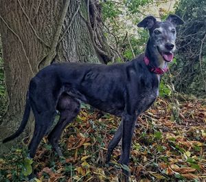 Dog standing on tree