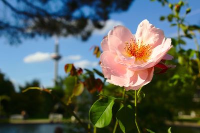 Close-up of flower blooming against sky