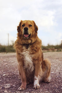 Portrait of dog sitting on land