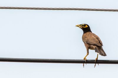 Low angle view of bird perching on wall