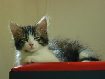 Close-up of a cat looking away