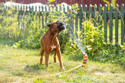 German boxer dog plays with a garden sprinkler on a summer day on the lawn, sprinklers work 