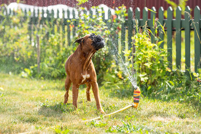 Dog standing in grass