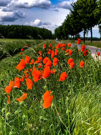 Close-up of orange poppy flowers in field