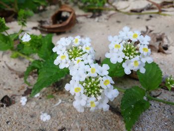 Close-up of white flowers blooming outdoors