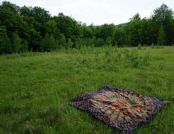 Trees on grassy field