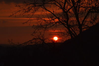 Silhouette of trees at sunset