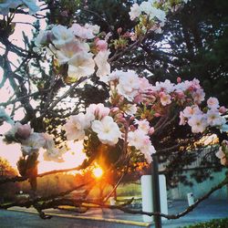 Close-up of tree at sunset