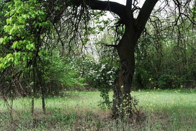 Trees on field in forest