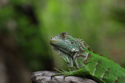Close-up of a lizard