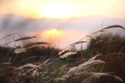 Scenic view of field against sky at sunset