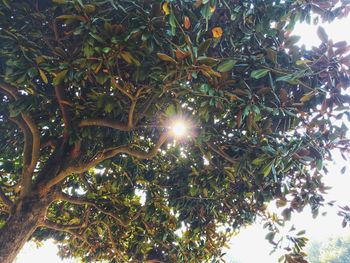 Low angle view of trees against clear sky