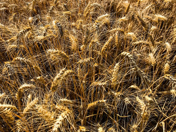 Full frame shot of crops on field