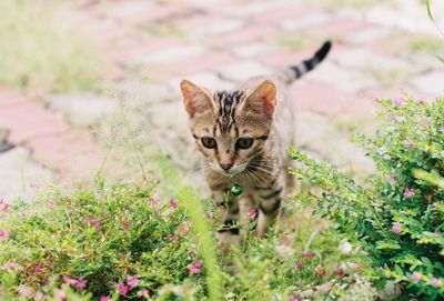 Portrait of cat on field