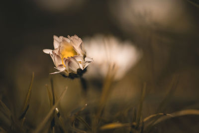 Close-up of white flowering plant on field